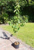 Prunus avium Burlat C 7,5 Sth 80 cm