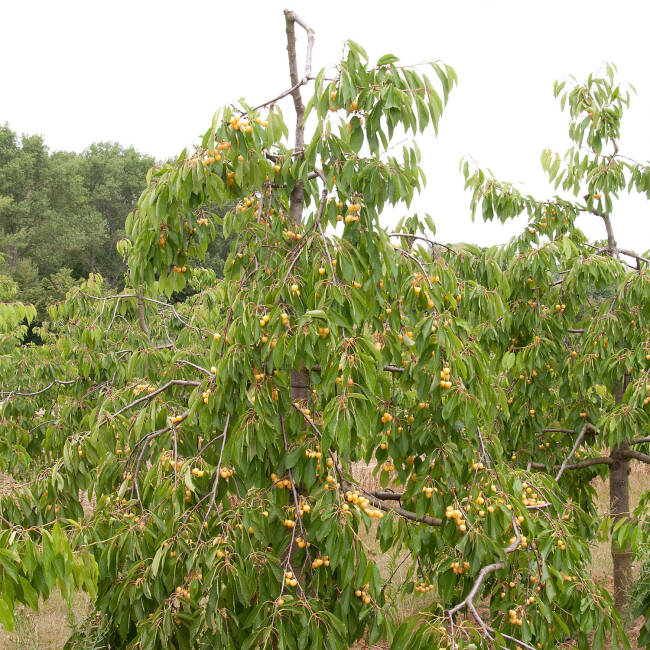 Prunus avium Dönissens Gelbe
