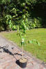 Prunus avium Dönissens Gelbe C 7,5 Sth 80 cm