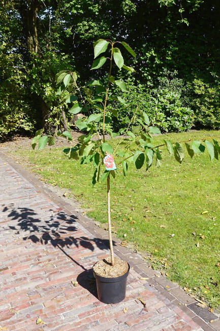 Prunus avium Hedelfinger C 7,5 Sth 80 cm