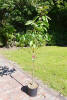 Prunus avium Sam C 7,5 Sth 80 cm