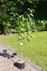 Prunus avium Lapins C 7,5 Sth 80 cm