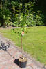 Prunus cerasus Schattenmorelle C 7,5 Sth 80 cm