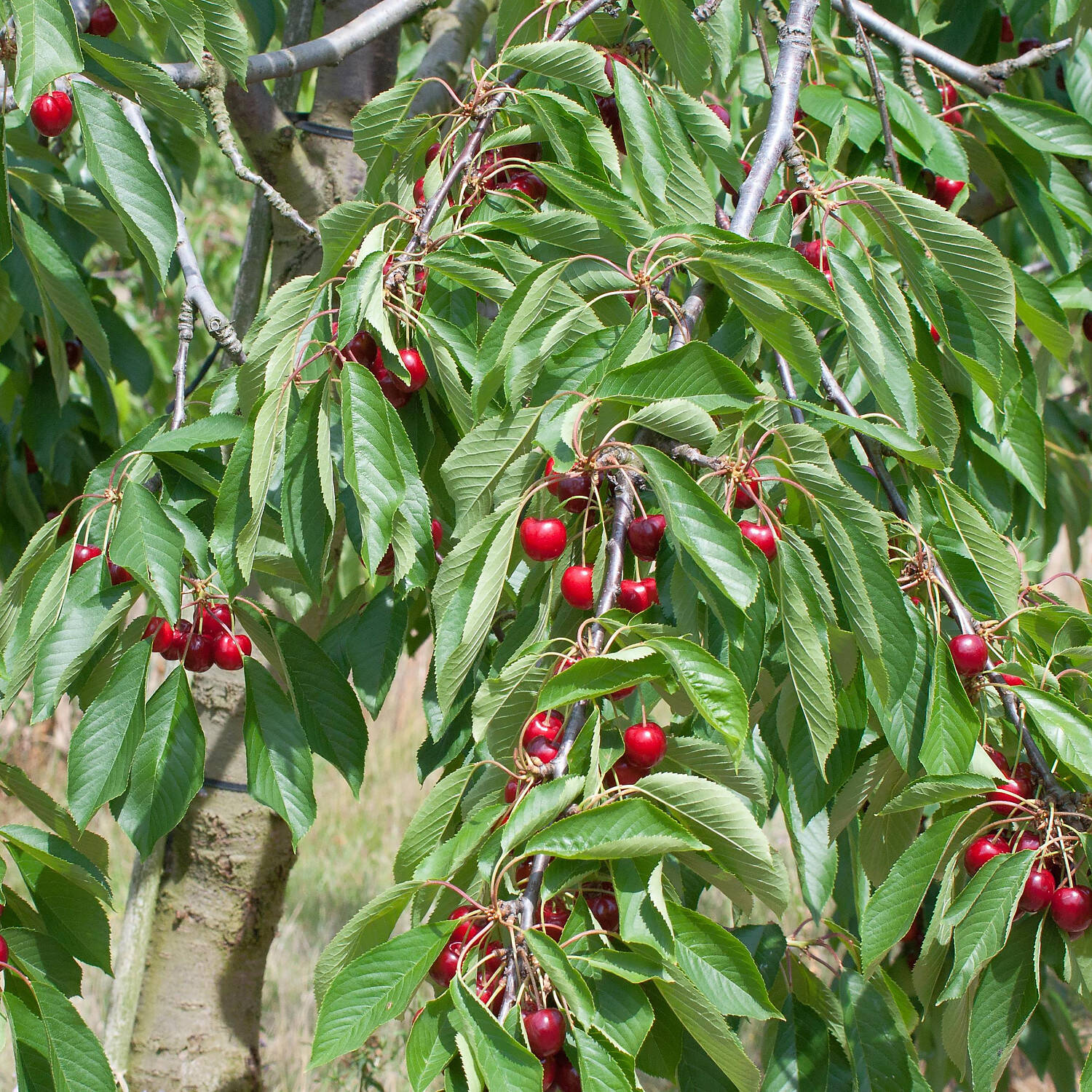 Kategorie <b>Laubbäume </b> - Süßkirsche 'Regina' - Prunus avium 'Regina'