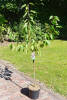 Prunus avium Regina C 7,5 Sth 80 cm