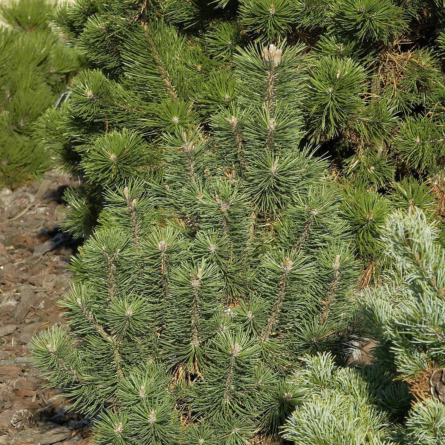  Berg-Kiefer, Latschenkiefer 'Columnaris' - Pinus mugo 'Columnaris'