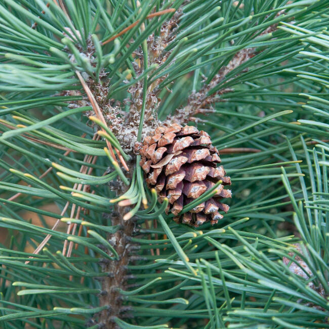 Pinus mugo Columnaris C 5 30-40 cm