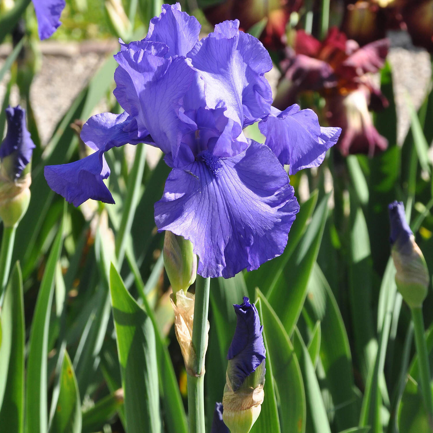 Kategorie <b>Stauden </b> - Blaue Garten-Schwertlilie - Iris barbata-elatior 'Blau'