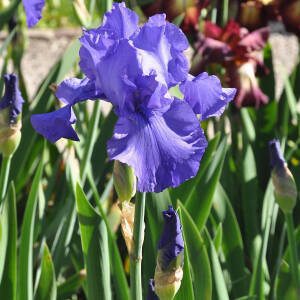 Iris barbata-elatior Blau