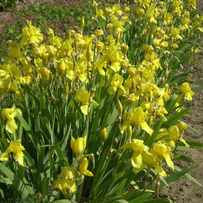 Iris barbata-elatior Gelb