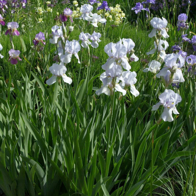 Iris barbata-elatior Weiß