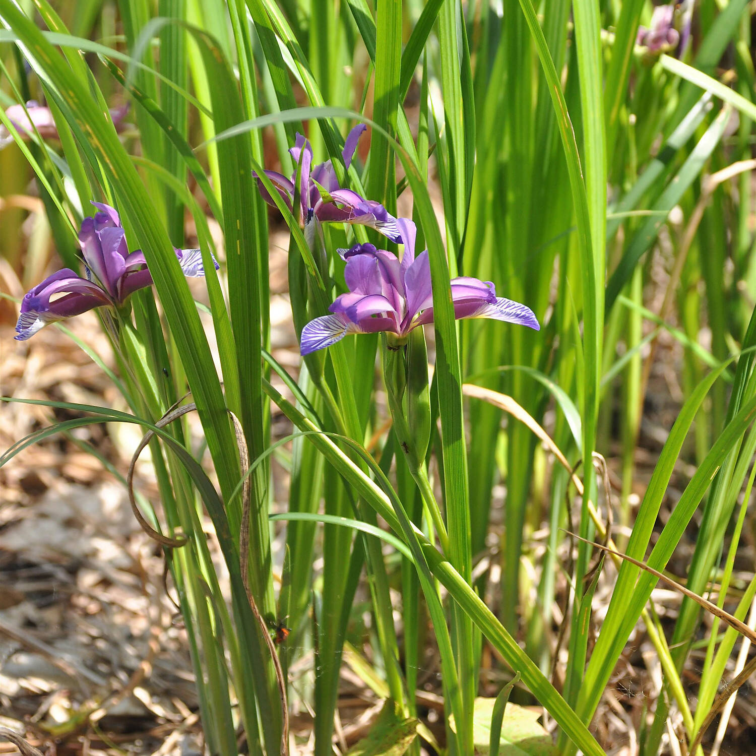  Grasblättrige Pflaumenduft-Schwertlilie - Iris graminea