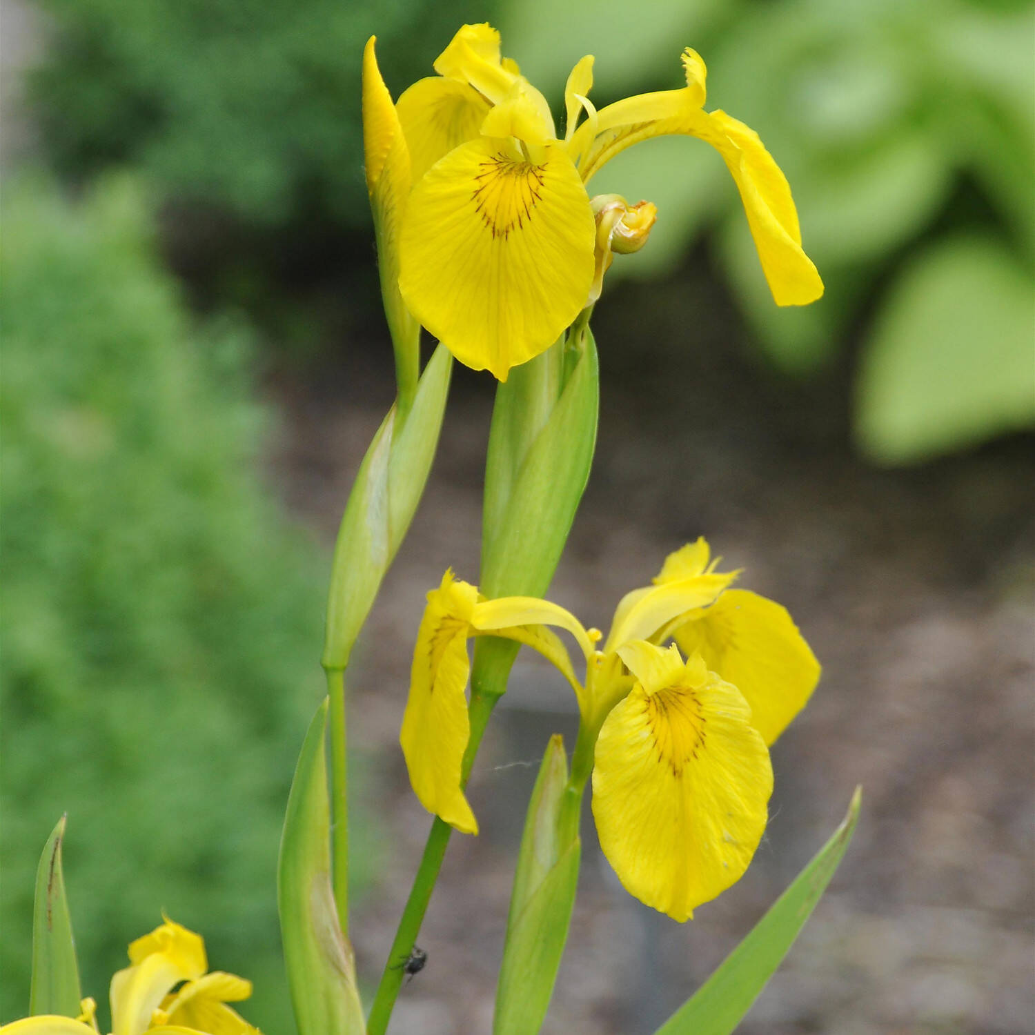 Kategorie <b>Stauden </b> - Sumpf-Schwertlilie - Iris pseudacorus