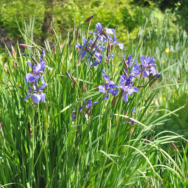 Iris sibirica Caesar