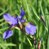 Iris sibirica Caesar