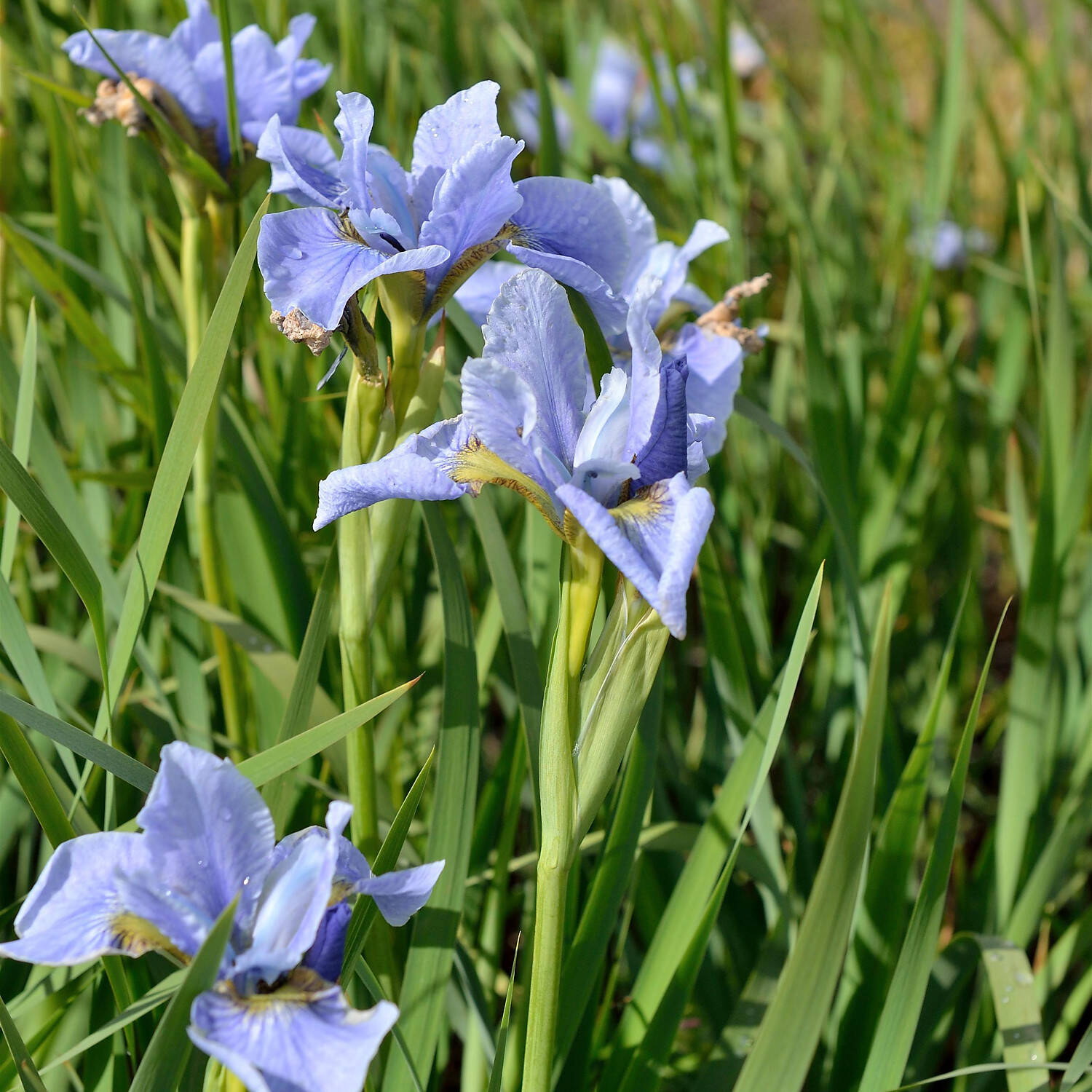 Kategorie <b>Stauden </b> - Bartlose Garten-Schwertlilie 'Cambridge' - Iris sibirica 'Cambridge'