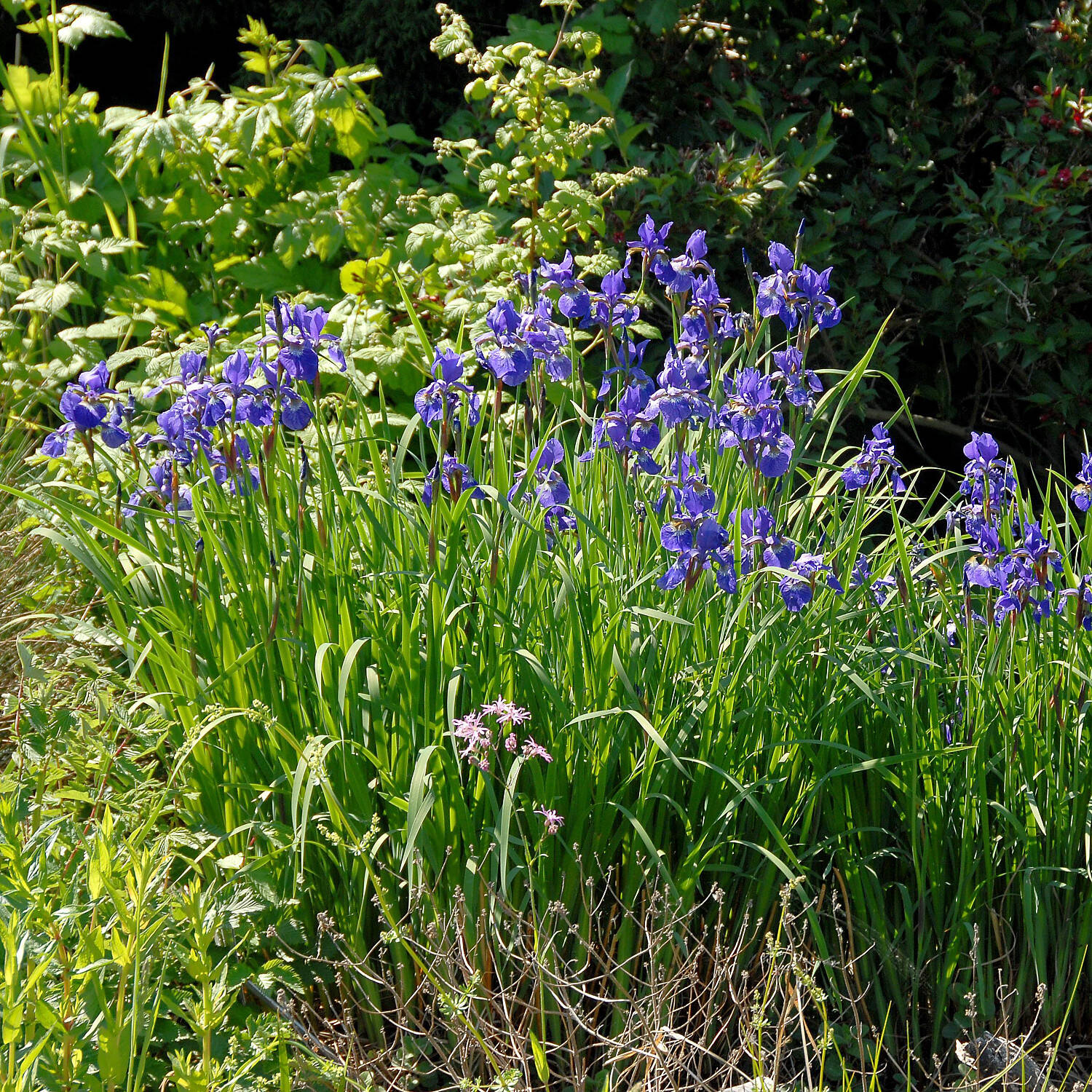 Dunkelblaue Wiesen-Schwertlilie - Iris sibirica