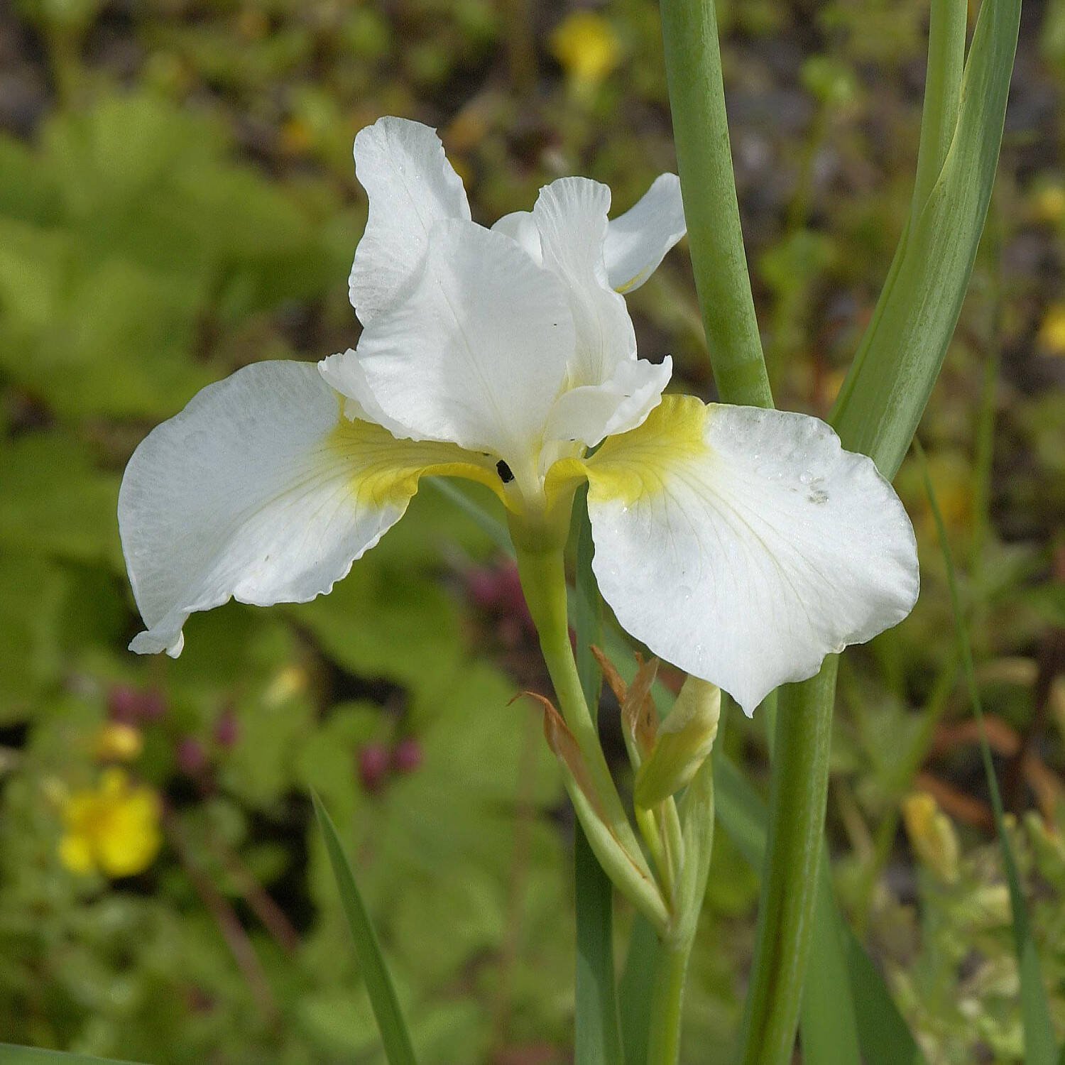 Kategorie <b>Stauden </b> - Bartlose Garten-Schwertlilie 'Viel Schnee' - Iris sibirica 'Viel Schnee'