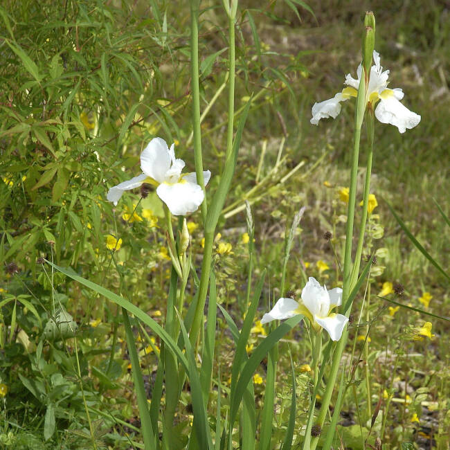Iris sibirica Viel Schnee