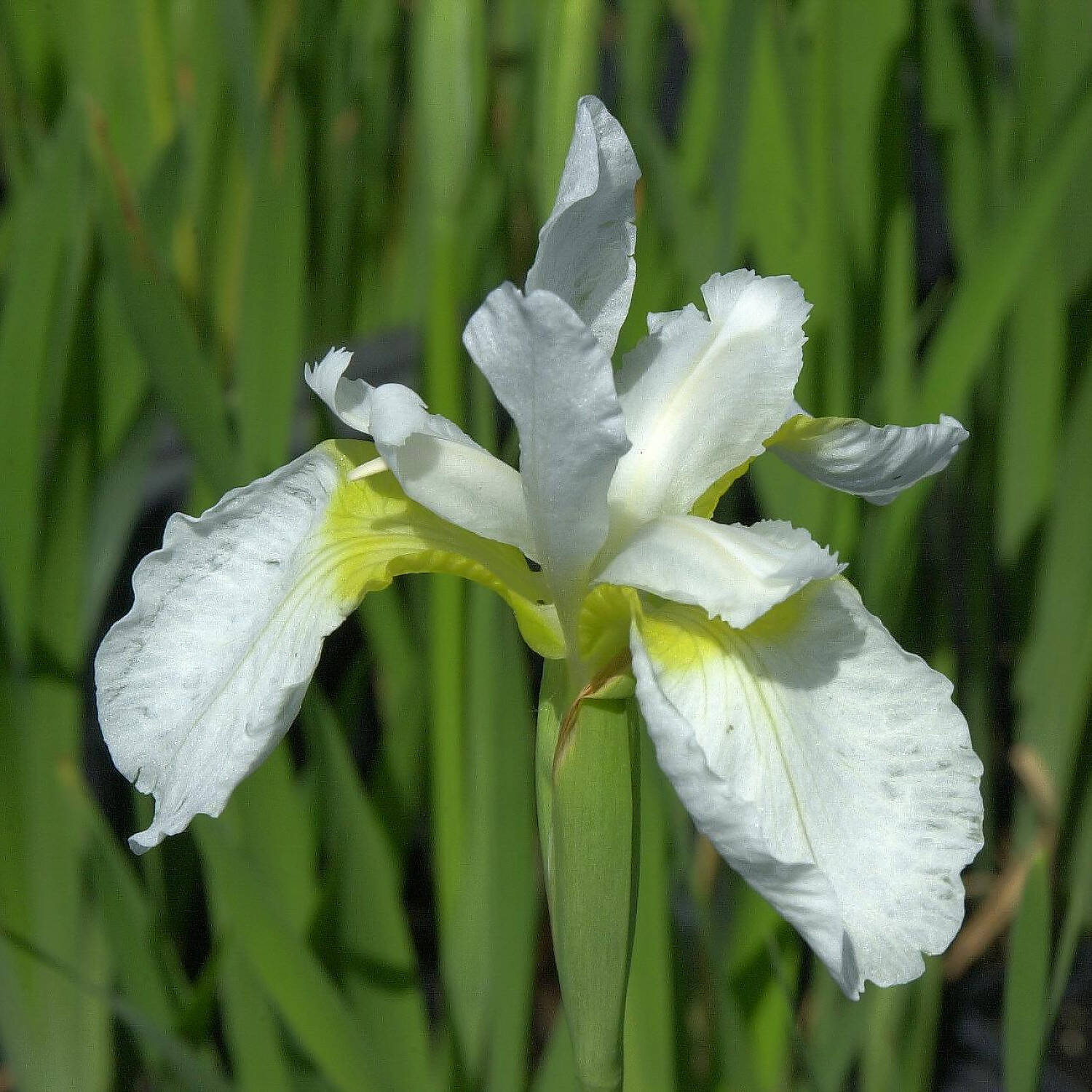 Kategorie <b>Stauden </b> - Bartlose Garten-Schwertlilie 'White Swirl' - Iris sibirica 'White Swirl'