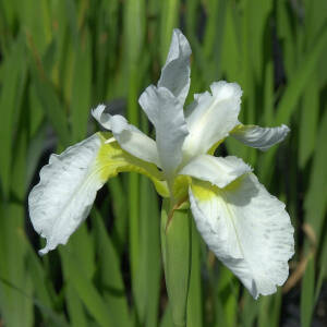 Iris sibirica White Swirl