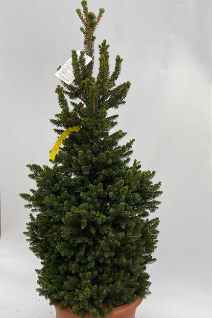 Picea abies Will´s Zwerg C 26 80-100 cm