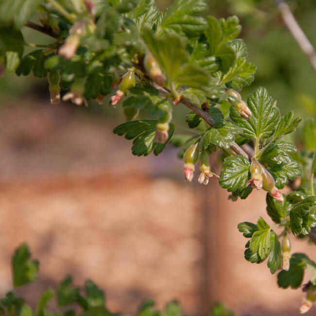 Ribes uva crispa Remarka ® C 3 40-60 cm