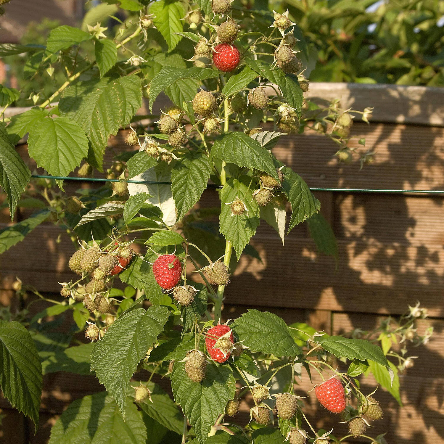 Kategorie <b>Laubbäume </b> - Himbeere 'Meeker' - Rubus idaeus 'Meeker'