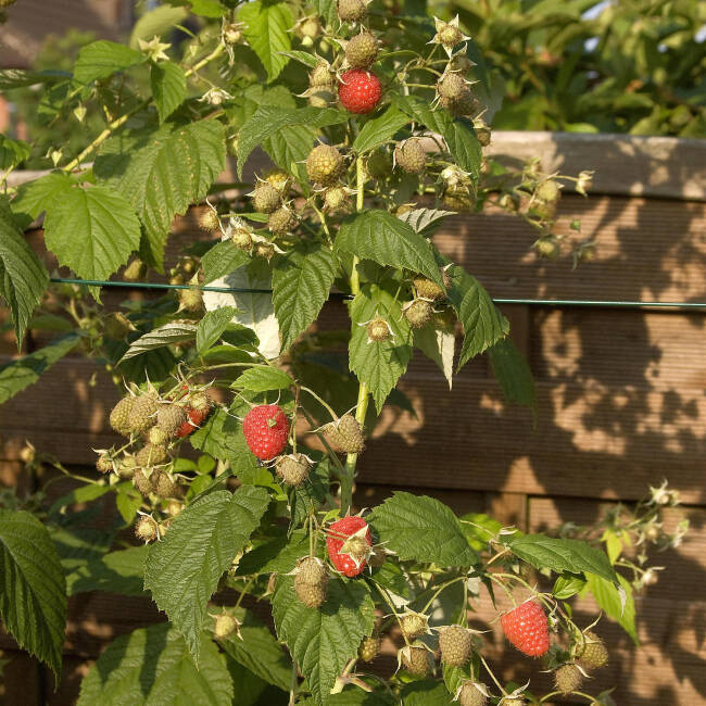 Rubus idaeus Meeker