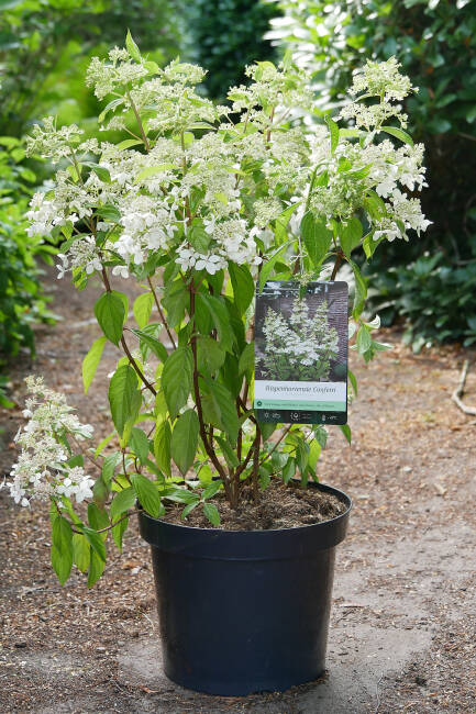 Hydrangea paniculata Confetti C 5 40-60 cm