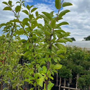 Prunus domestica Oullins Reneklode / Eierpflaume