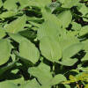 Hosta hybride Green Acres  P 1