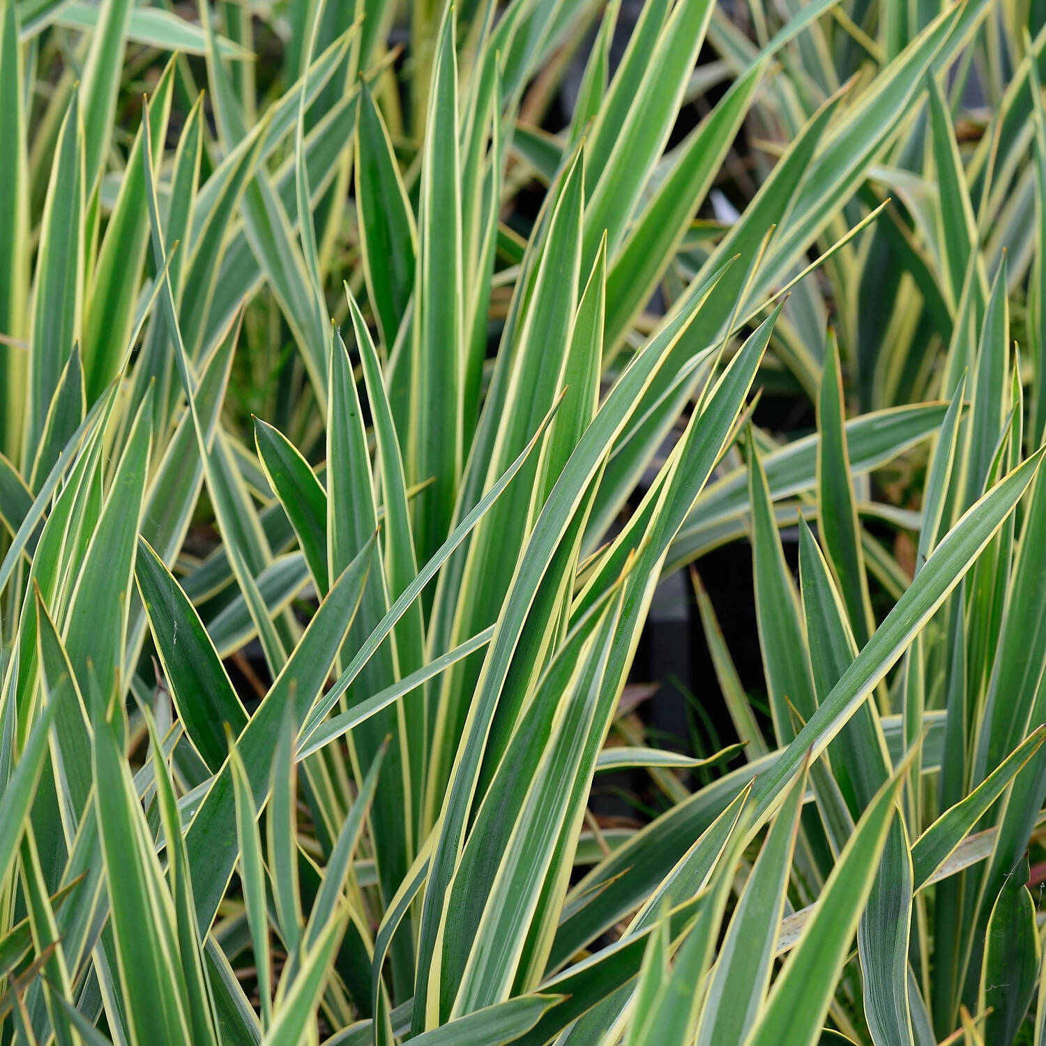  Palmlilie 'Bright Edge' - Yucca filamentosa 'Bright Edge'