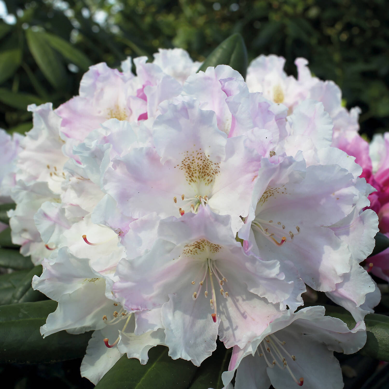 Kategorie <b>Hecken </b> - Rhododendron 'Silverbud' - Rhododendron yakushimanum 'Silverbud'