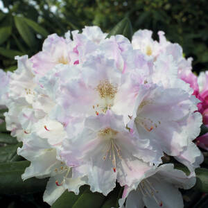 Rhododendron yakushimanum Silverbud