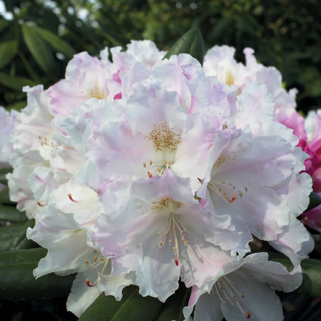 Rhododendron yakushimanum Silverbud C 4 20-25 cm