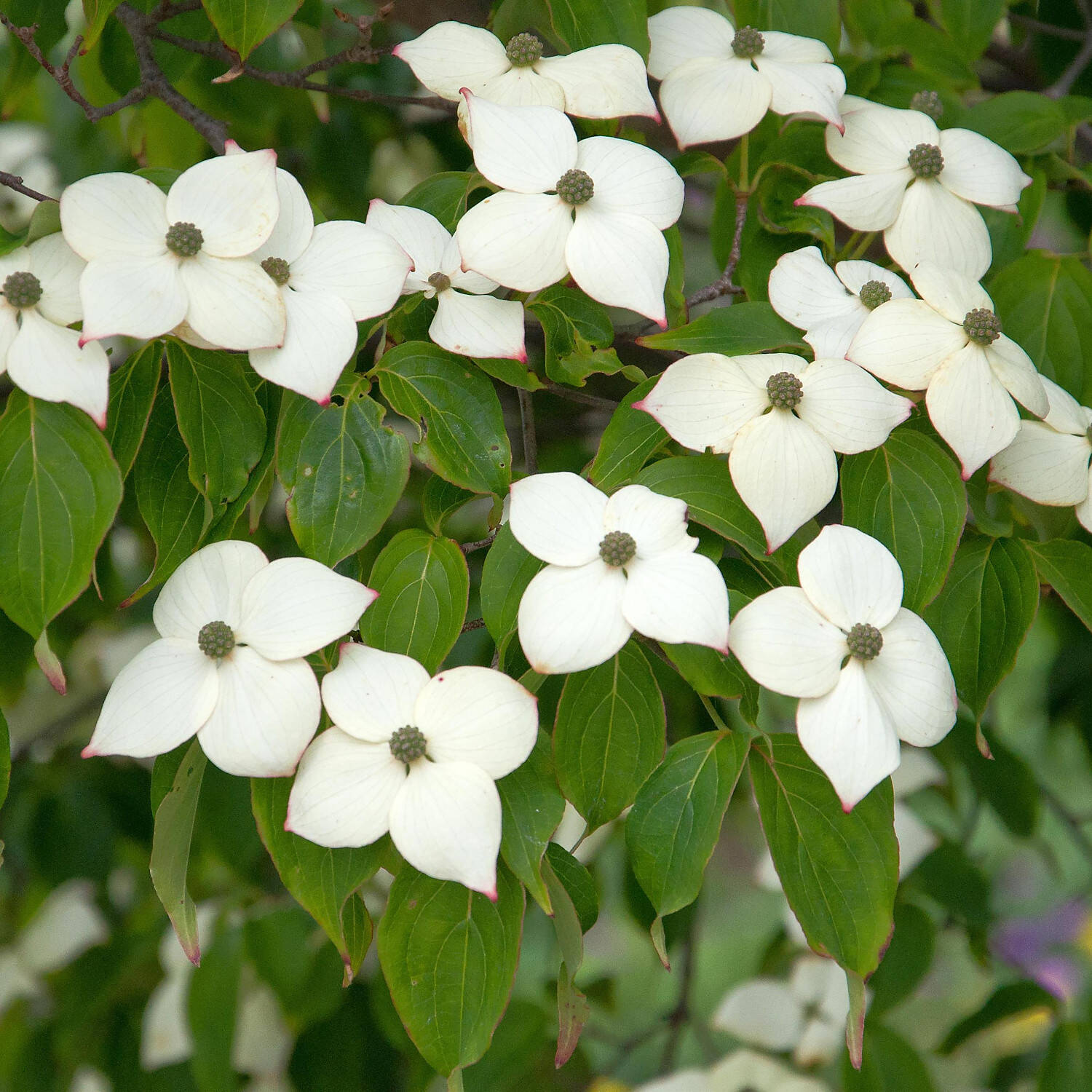 Kategorie <b>Laubbäume </b> - Japanischer Blumen-Hartriegel 'Kreuzdame' - Cornus kousa chinensis 'Kreuzdame'