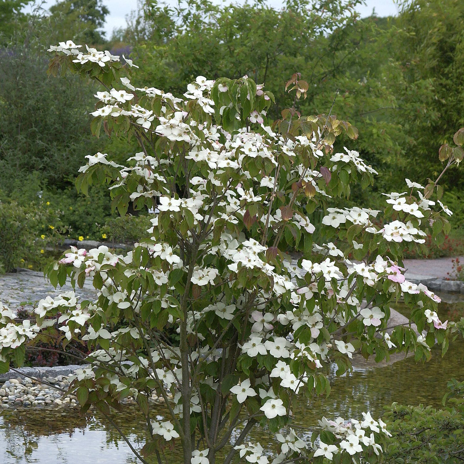 Kategorie <b>Laubbäume </b> - Chinesischer Blumen-Hartriegel 'Teutonia' - Cornus kousa chinensis 'Teutonia'