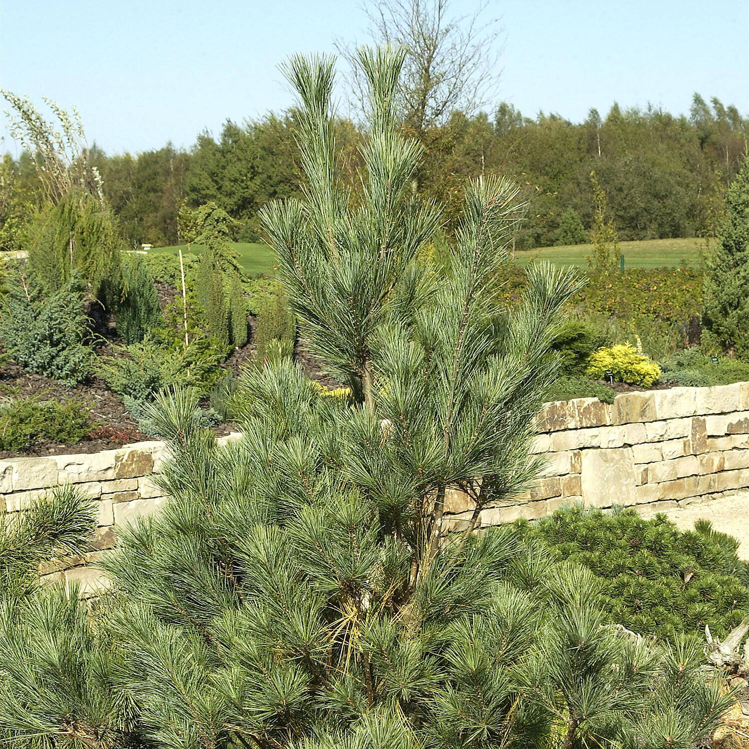 Kategorie <b>Nadelbäume u. Koniferen </b> - Kleine Tränenkiefer 'Densa Hill' - Pinus wallichiana 'Densa Hill'