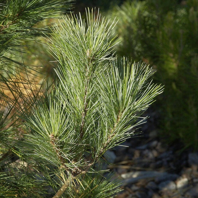 Pinus wallichiana Densa Hill C 7,5 60-80 cm