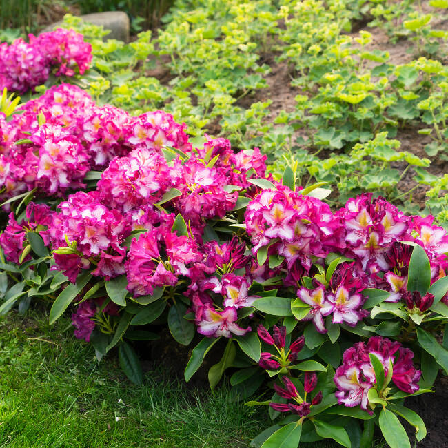 Rhododendron Hybride Happydendron® Pushy Purple®