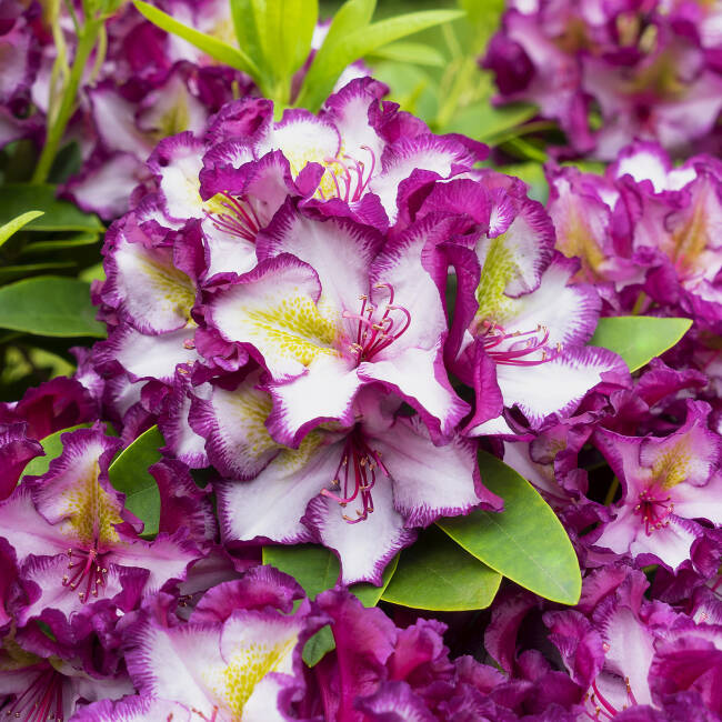 Rhododendron Hybride Happydendron® Pushy Purple®