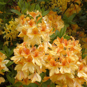 Rhododendron luteum Golden Flare