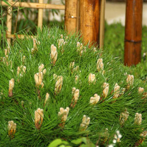 Pinus nigra Marie Brégeon®
