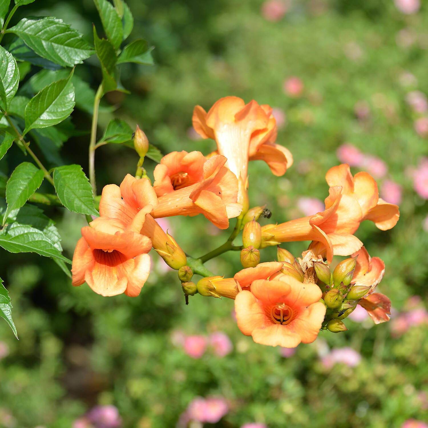 Kategorie <b>Kletterpflanzen </b> - Trompetenblume Indian Summer - Campsis radicans 'Indian Summer'