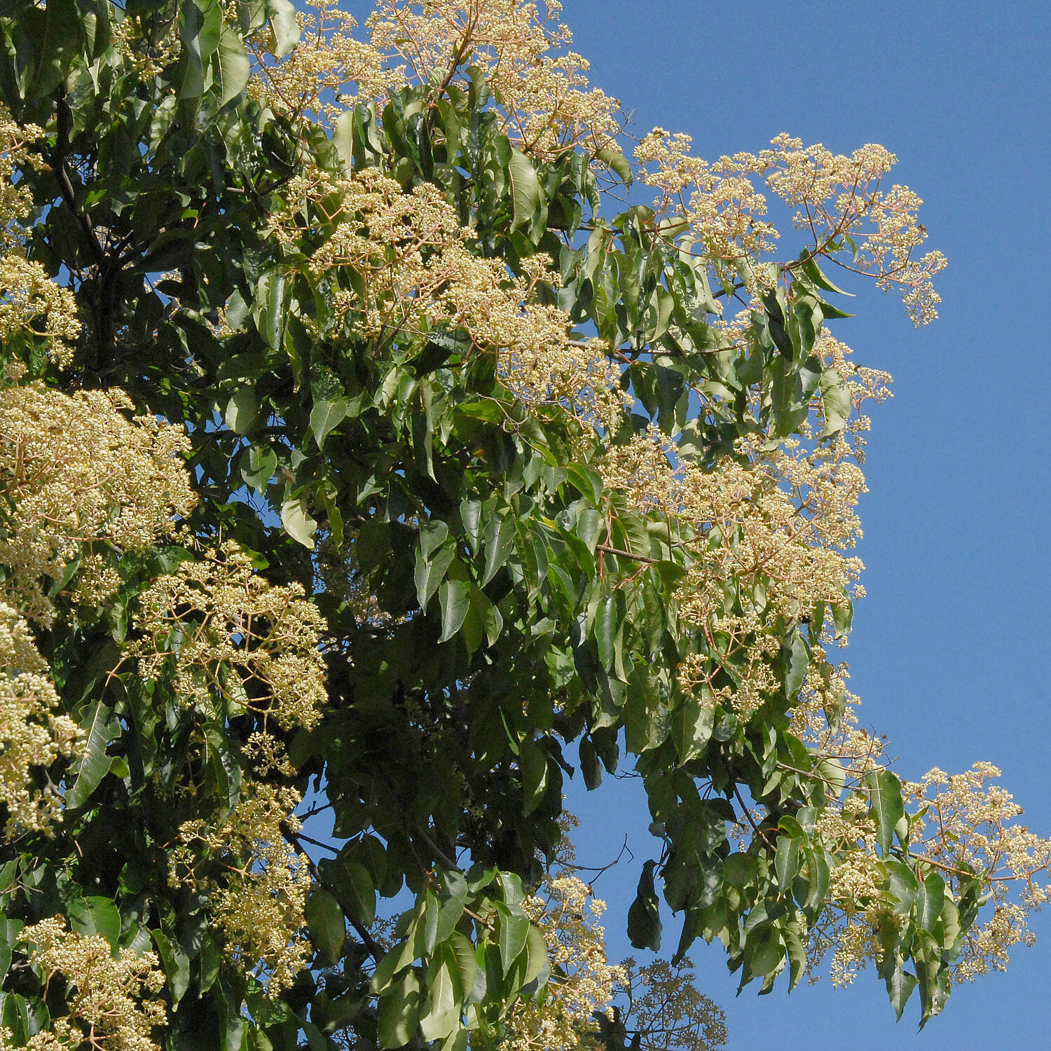 Kategorie <b>Kletterpflanzen </b> - Tausendblütenstrauch / Bienenbaum - Euodia hupehensis