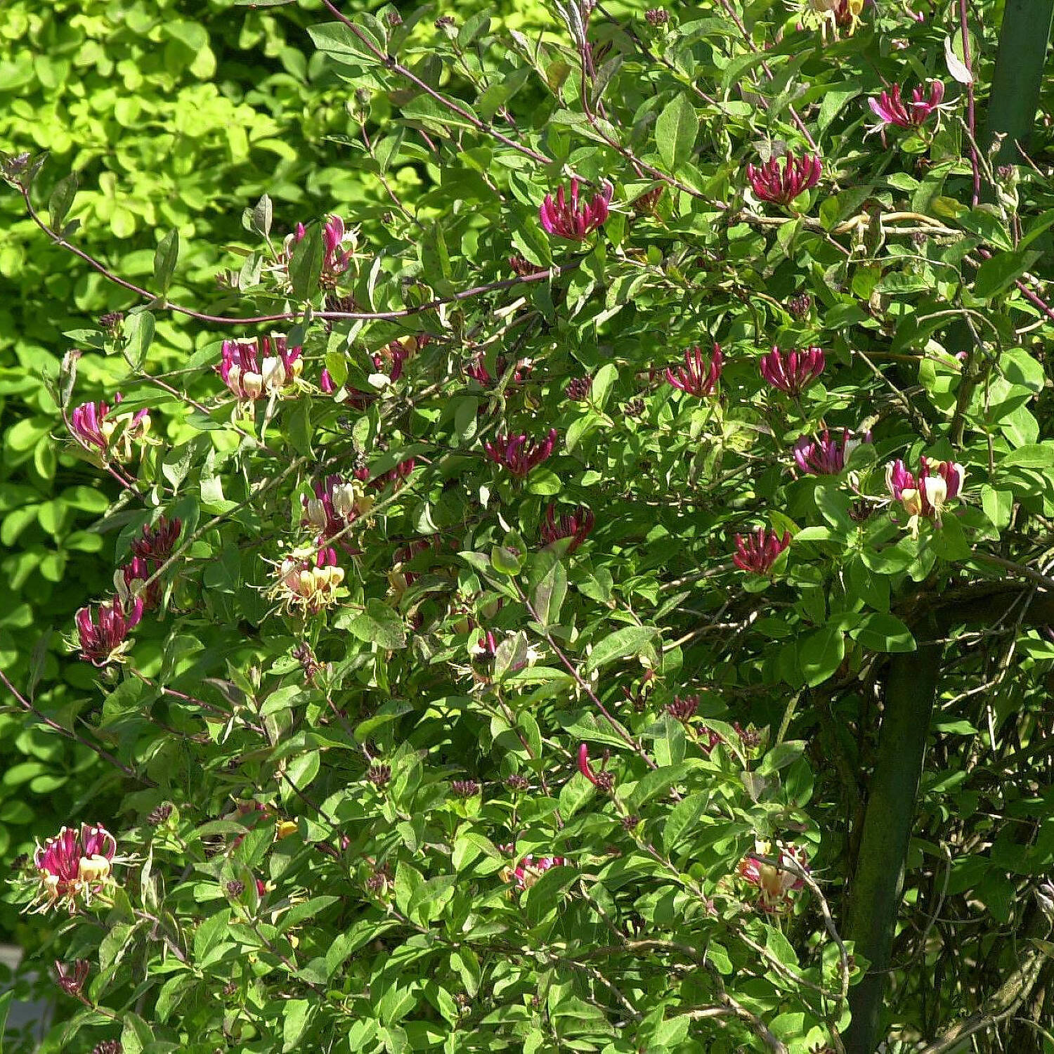 Kategorie <b>Kletterpflanzen </b> - Lonicera periclymenum - Wald-Geißschlinge / Wald-Geißblatt - Lonicera periclymenum