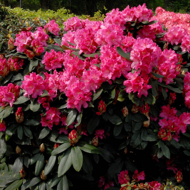 Rhododendron Caruso C 3-5 30-40 cm