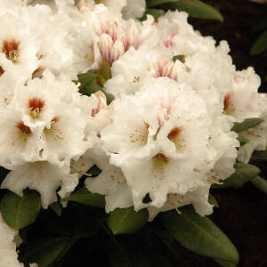 Rhododendron yakushimanum Bohlken´s Snow Fire®