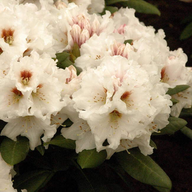Rhododendron yakushimanum Bohlken´s Snow Fire® C 3 25-30 cm
